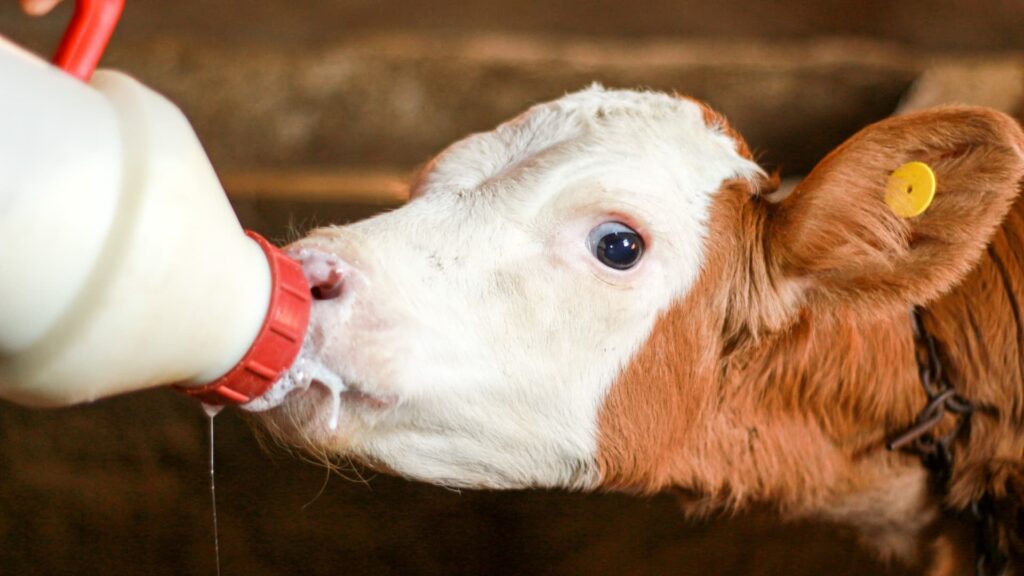 Becerro tomando leche desde un biberón