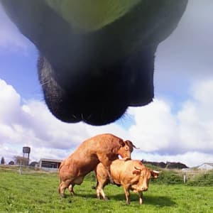 Luna, una de nuestras vacas, ha captado esta escena mientras llevaba una cámara al cuello