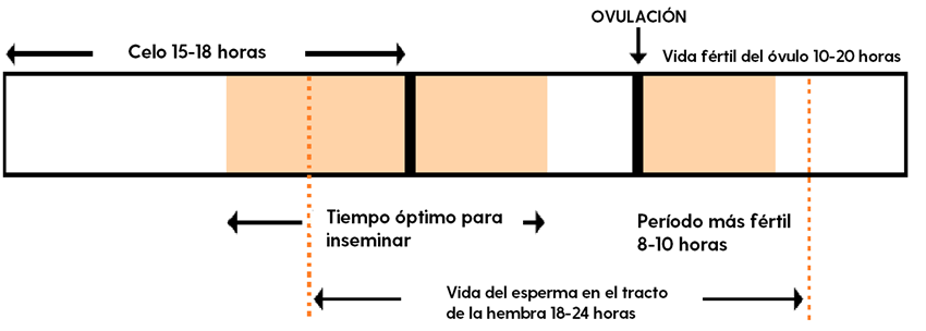 Relación de tiempos promedio entre eventos reproductivos (adaptado de Heat Detection and Timing of Insemination for Cattle)