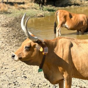 Vacas Cachenas con dispositivo de monitorización Rumi.