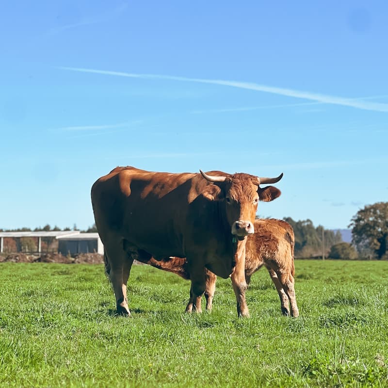 ¿Qué valor tiene la detección de tus vacas más productivas?