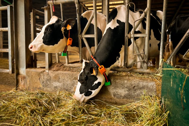 Obtén datos objetivos y fiables sobre cada vaca